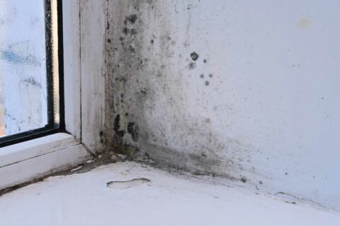 Mold in a home